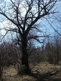 nte Cicirello-10042012 056